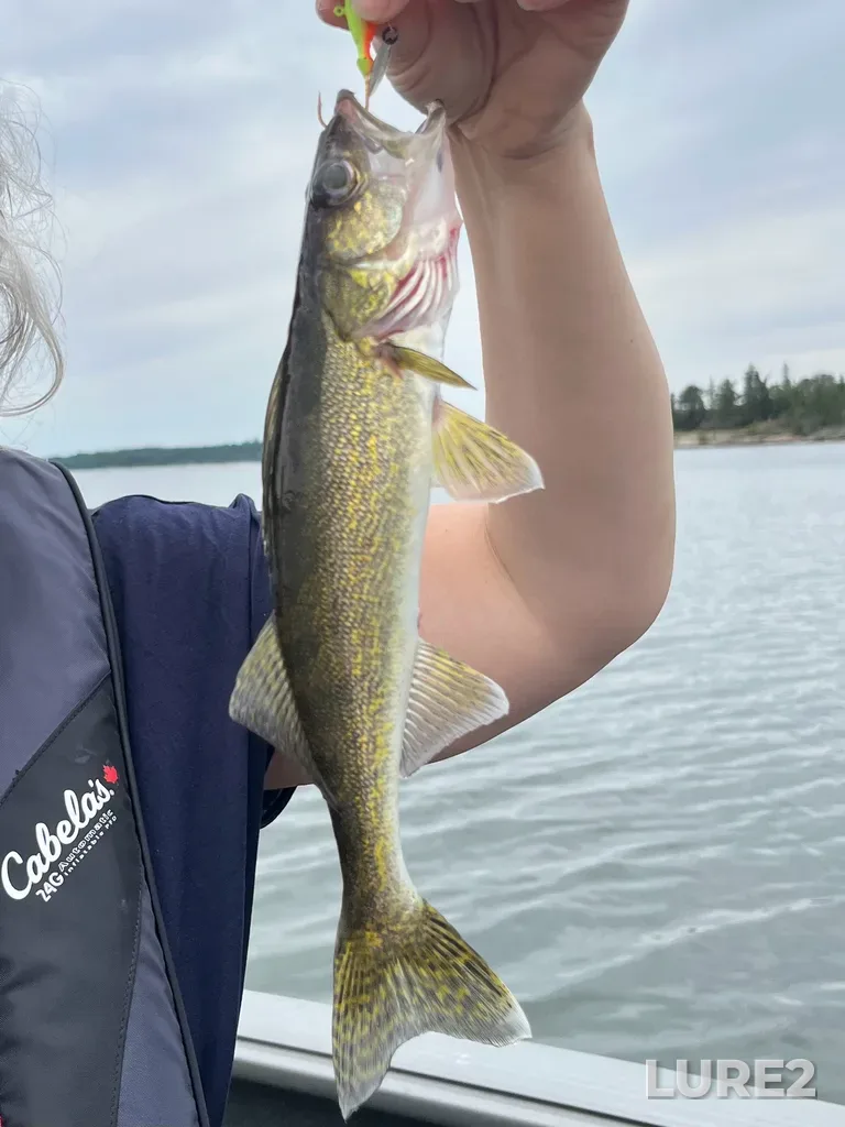 Walleye — Big Sand Lake, Aug 14, 2:06 PM