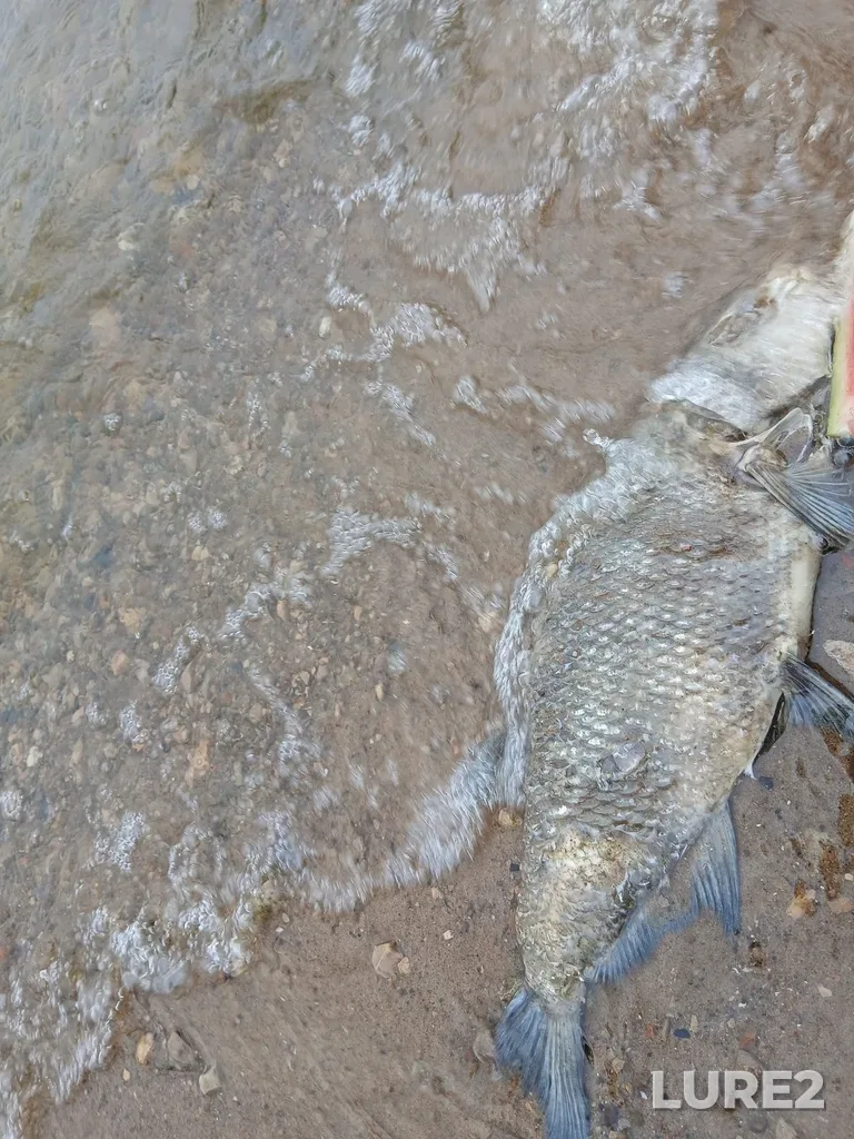 Bream — Resp. Tatarstan, Rossiya, 420030, Aug 15, 12:25 PM