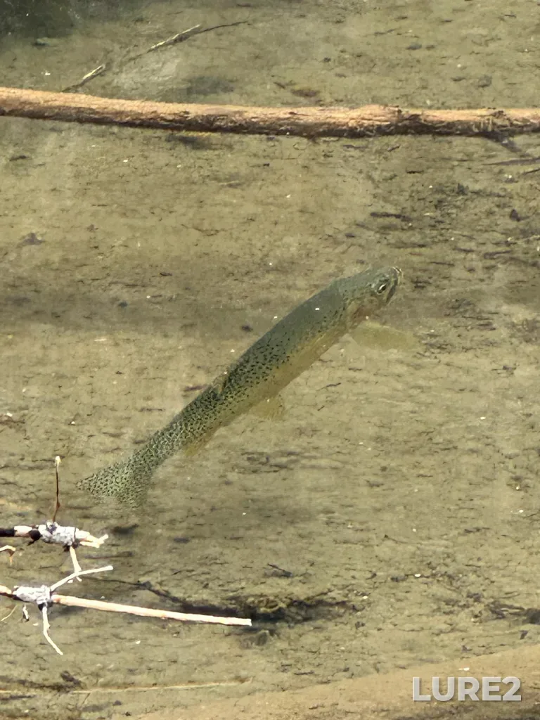 Cutthroat trout — Goat Lake, Aug 15, 4:46 PM