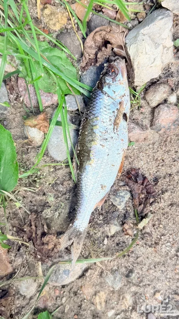 Roach — Dubeshnya, Aug 14, 3:59 PM