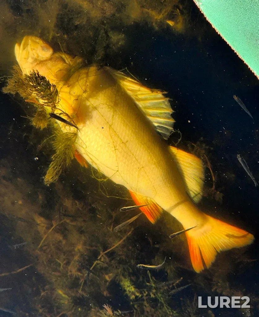 Perch — Sok, Aug 12, 10:11 AM
