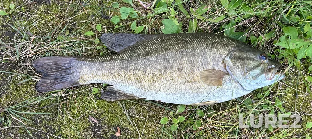 Smallmouth bass — Meditation Lake, Aug 16, 1:44 PM