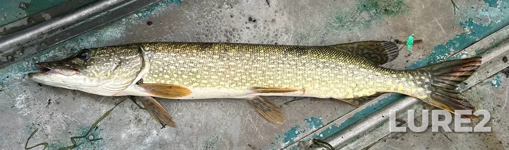Pike — Meditation Lake, Aug 16, 1:45 PM
