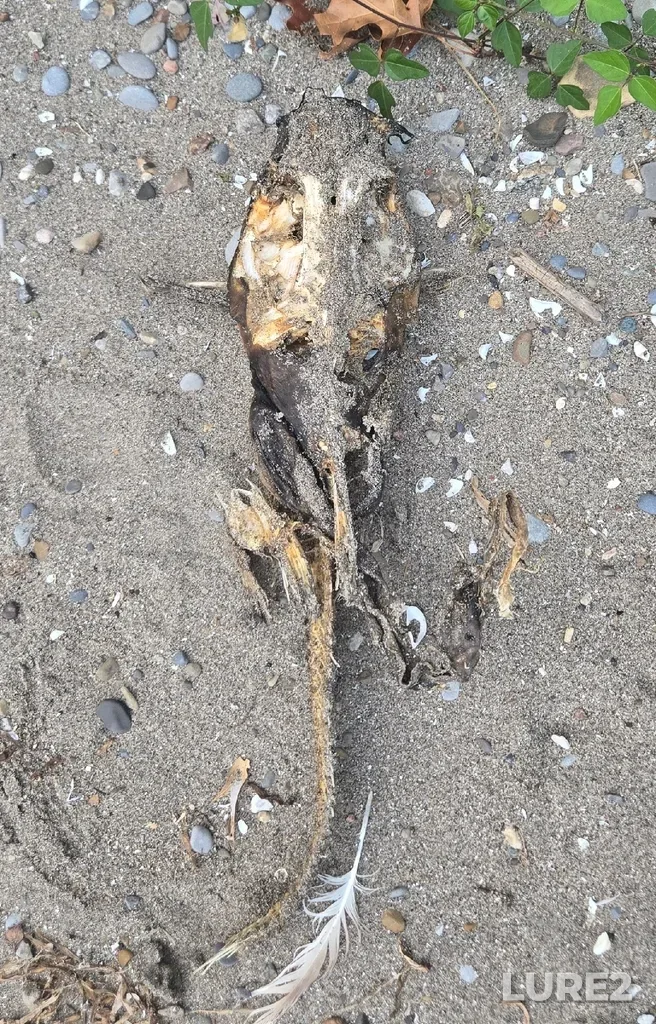 Channel catfish — Lake Erie, Aug 15, 7:34 PM