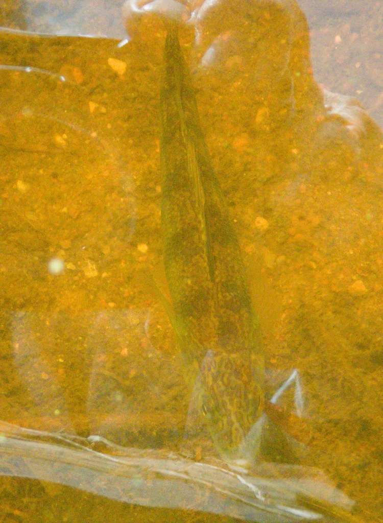Yellow perch — Whiteshell River, Aug 16, 2026