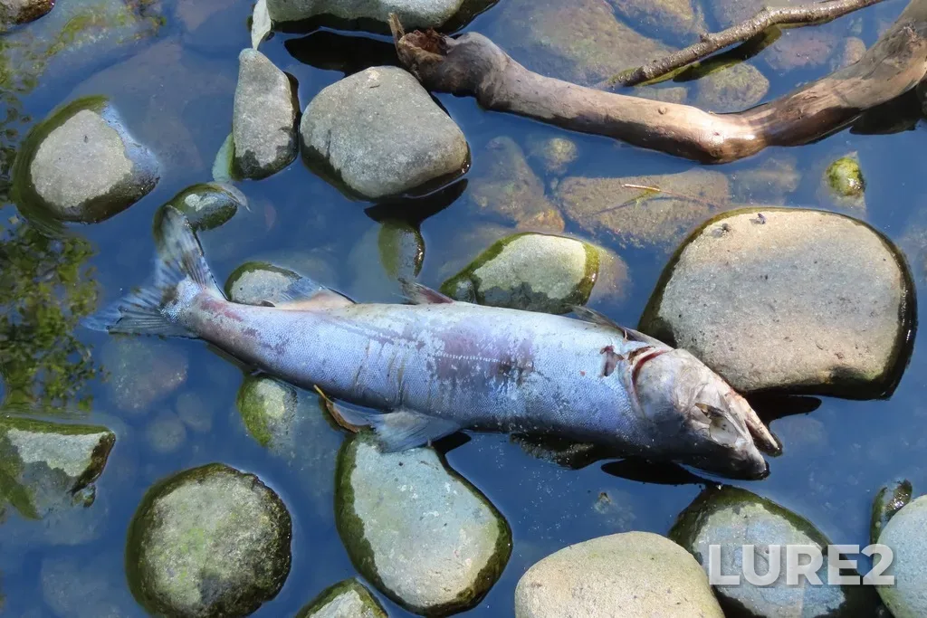 Pink salmon — Quatse River, Aug 11, 4:47 PM