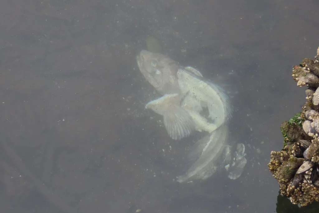 Lingcod — Holberg Inlet, Aug 15, 2026