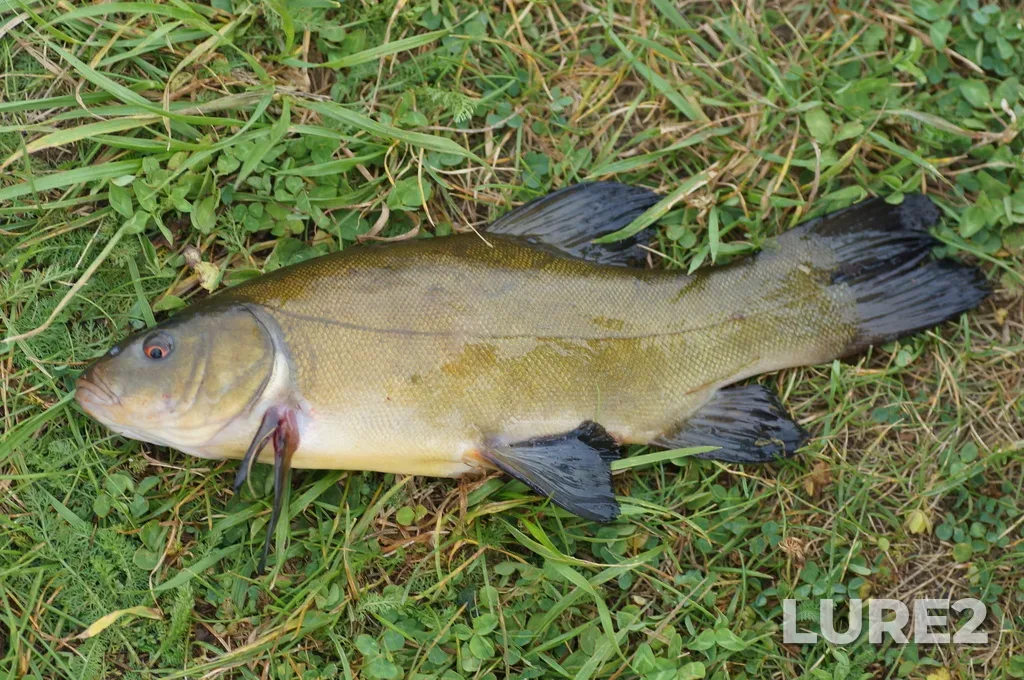 Tench — prud-otstoynik, Aug 17, 11:27 AM
