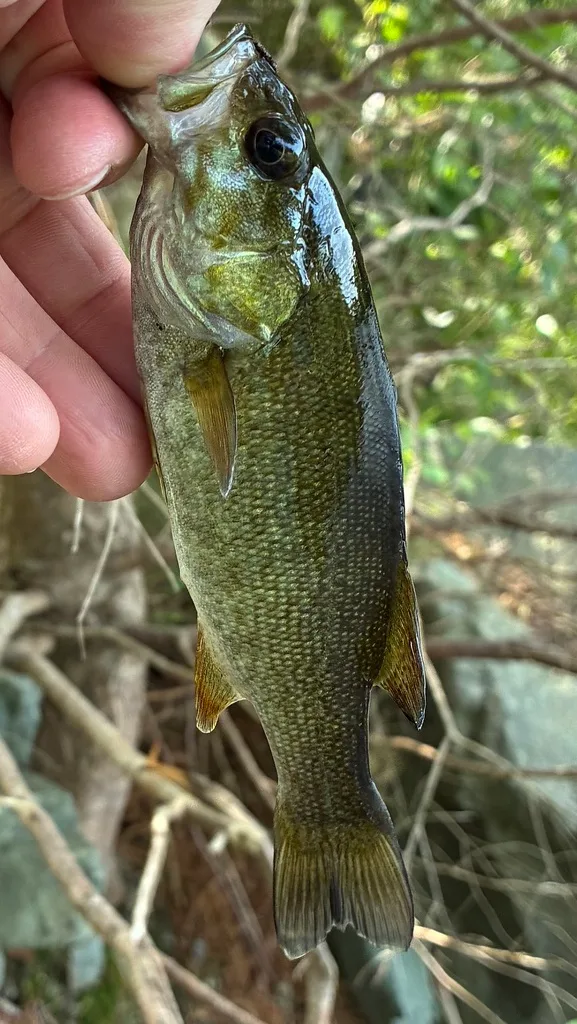 Smallmouth bass — Paper Mill Lake, Aug 20, 2026