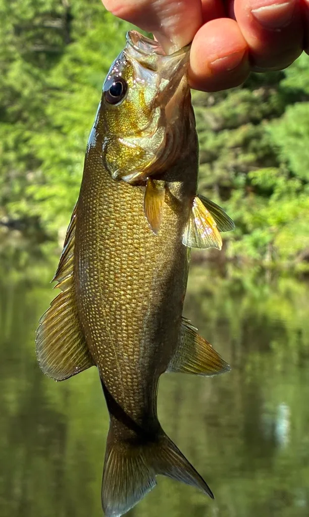Smallmouth bass — Paper Mill Lake, Aug 20, 2026