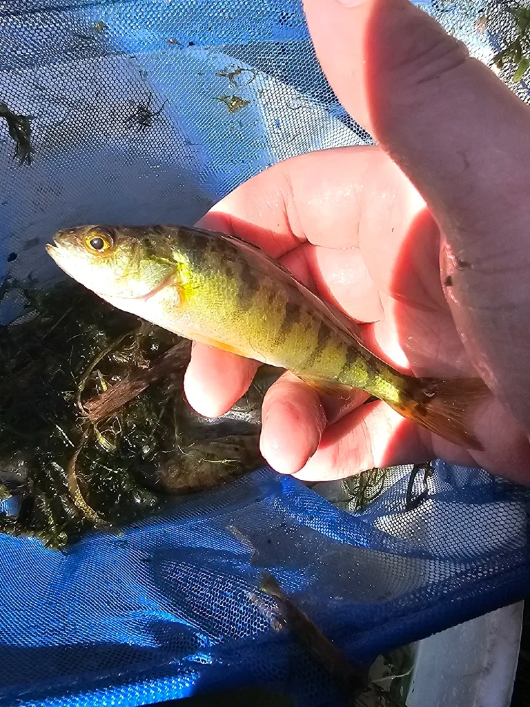 Yellow perch — Otonabee River, Aug 21, 2026