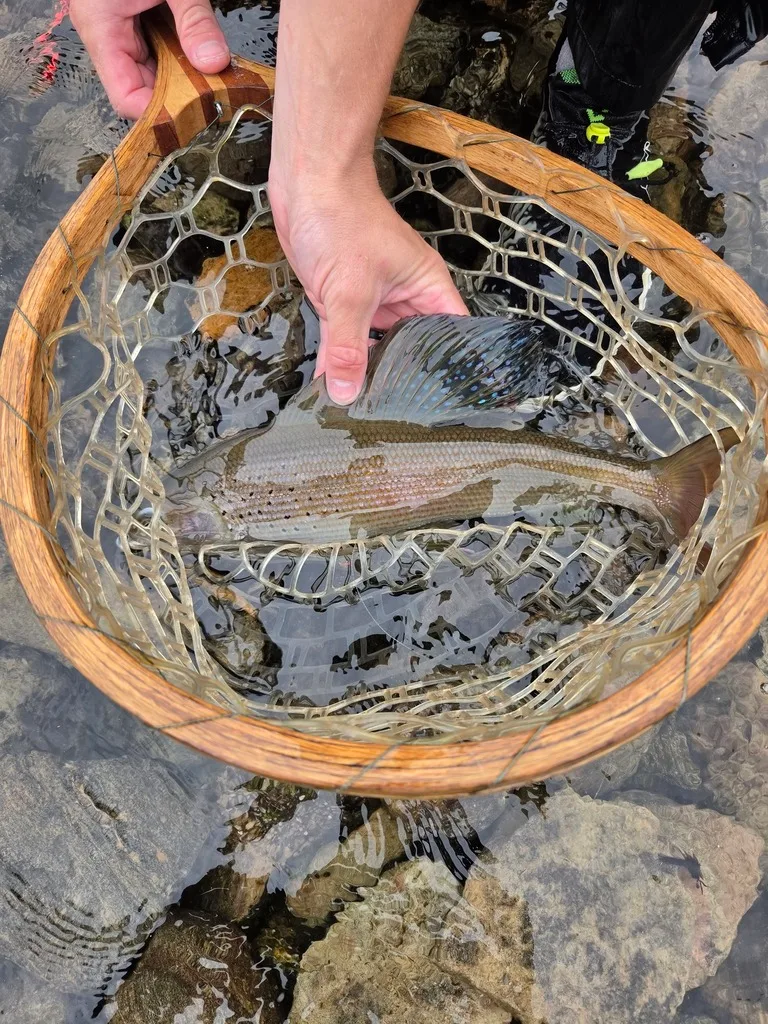 Grayling — Waterbury Lake, Aug 5, 2026
