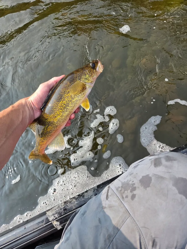 Walleye — Fond du Lac River, Aug 14, 2026