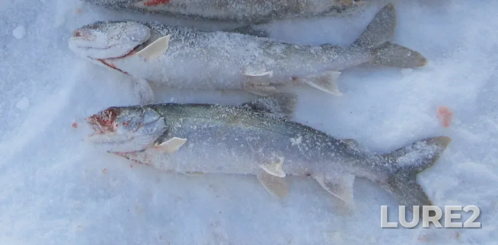 Lake trout — Lac du Bonnet, Jan 28, 2012, 1:02 PM