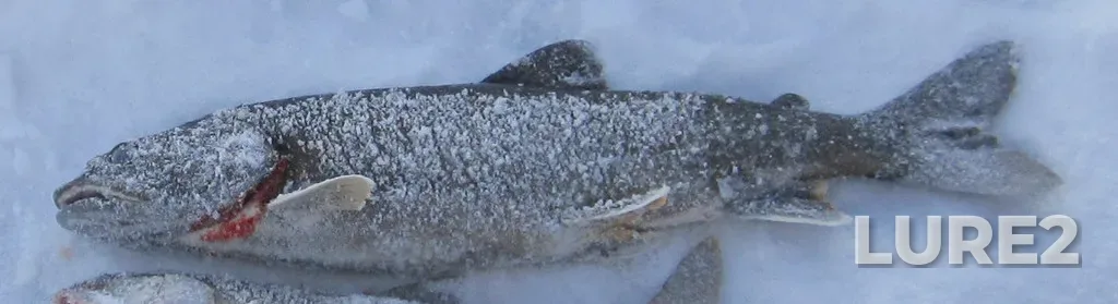 Lake trout — Lac du Bonnet, Jan 28, 2012, 1:02 PM