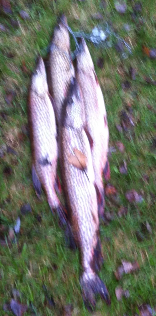 Pike — Bird River, May 18, 2013