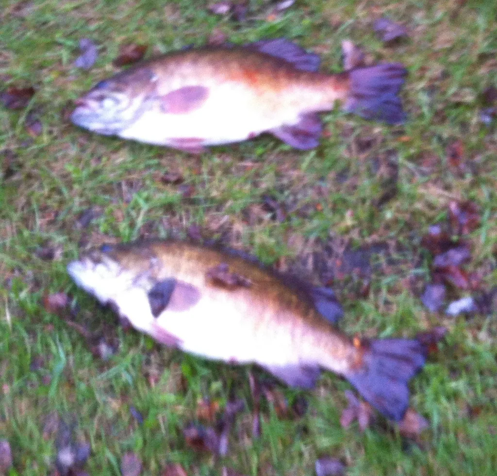 Smallmouth bass — Bird Lake, May 18, 2013