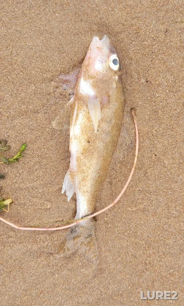 Ruffe — City of St. Petersburg, Sankt-Peterburg gorsovet, RU, Aug 24, 12:30 PM