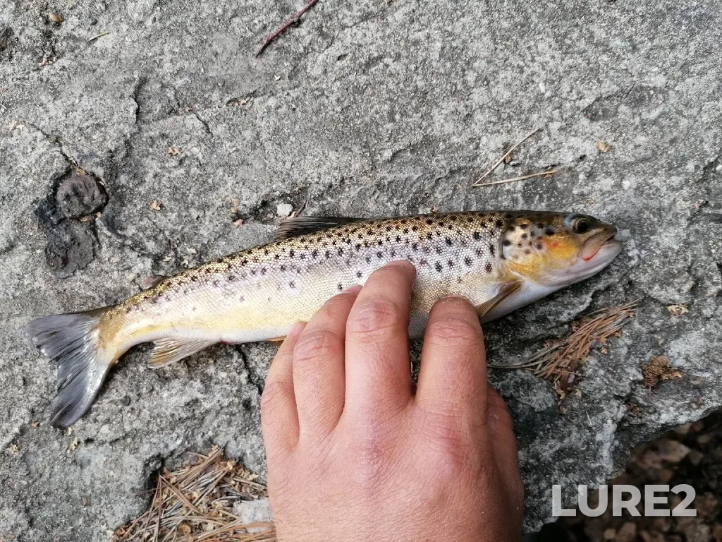 Brown trout — Bolshoy Kialim, Apr 25, 2022