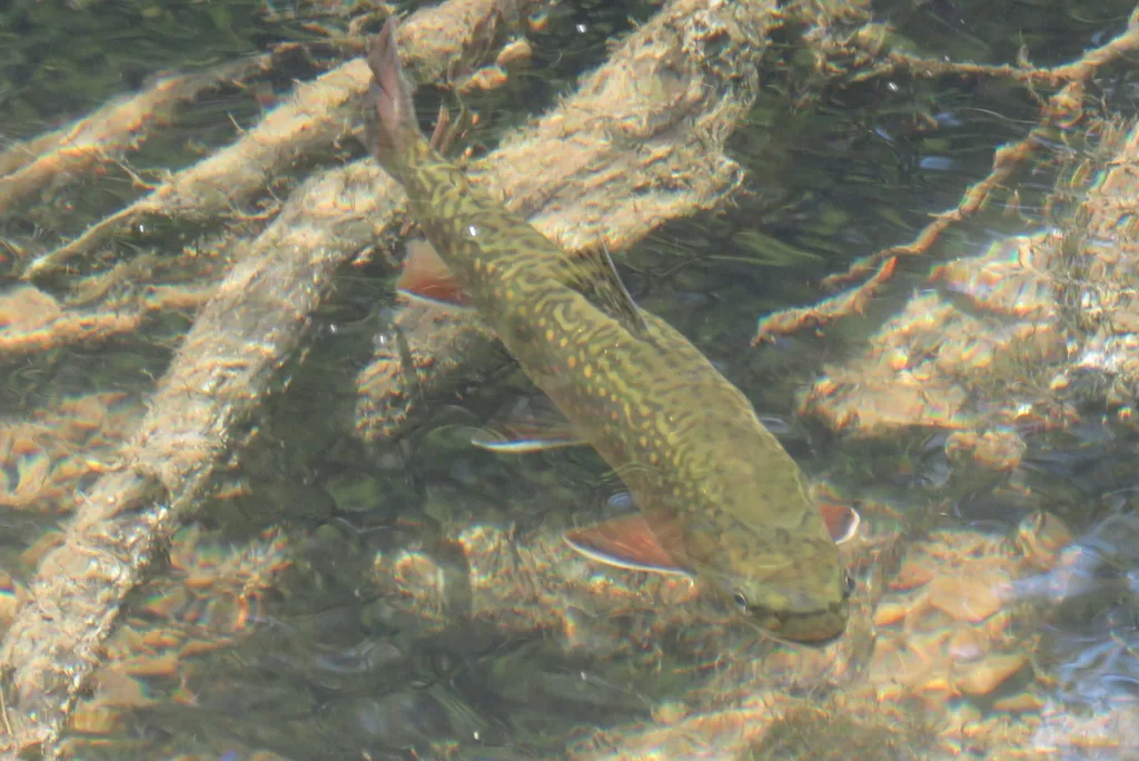 Brook trout — Rivière Mitis, Aug 24, 2026