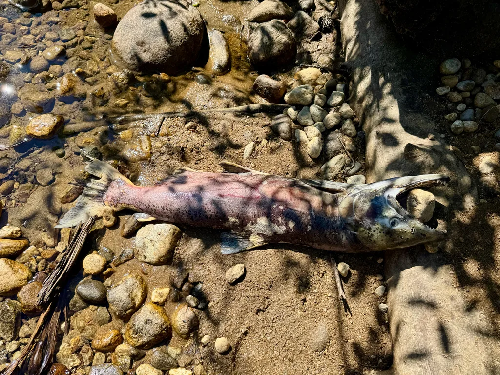 Chinook salmon — North Thompson River, Aug 25, 2026