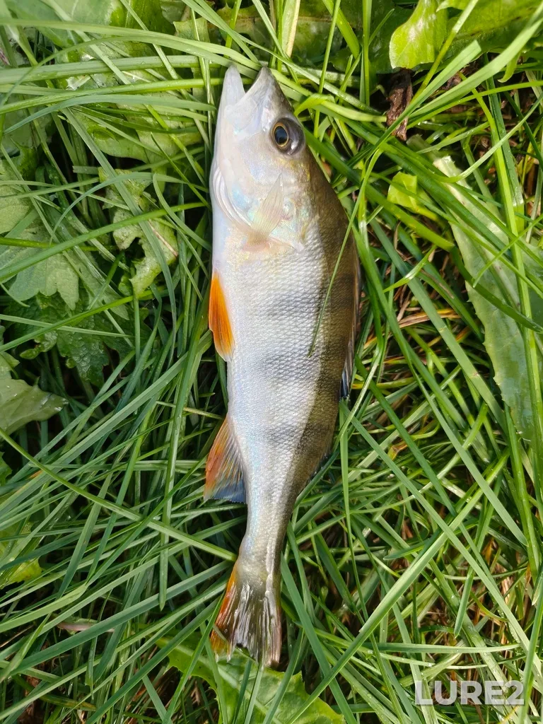Perch — Kusinskiy, Aug 26, 8:49 AM