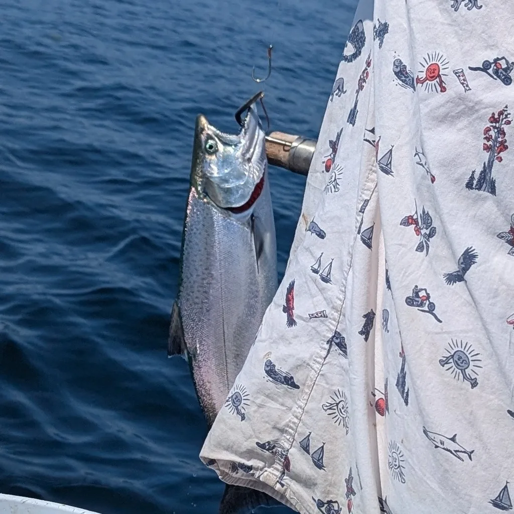 Chinook salmon — Strait of Georgia, Aug 25, 2026