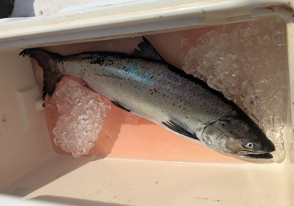 Chinook salmon — Strait of Georgia, Aug 25, 2026