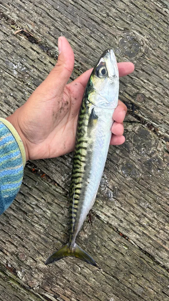Atlantic mackerel — Baie de Gaspé, Aug 28, 2026