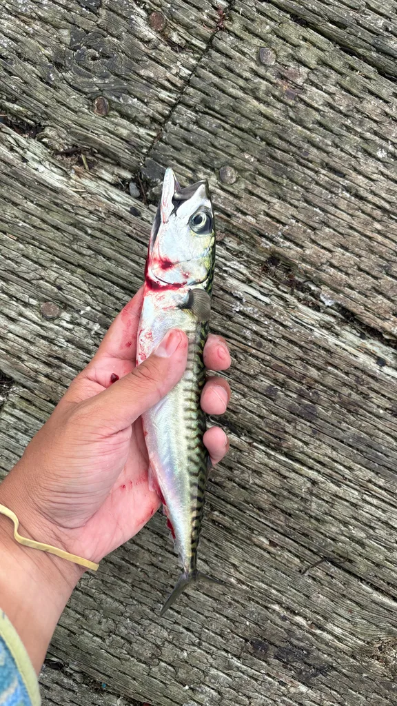 Atlantic mackerel — Baie de Gaspé, Aug 28, 2026
