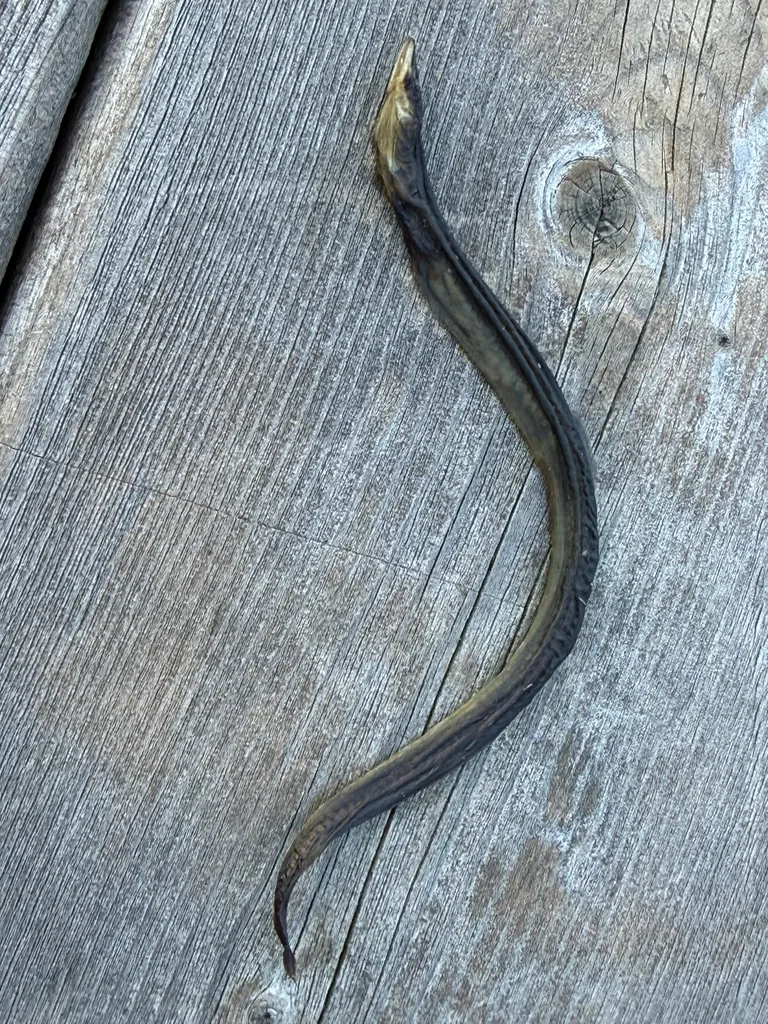 European eel — Gabarus Lake, Aug 25, 2026