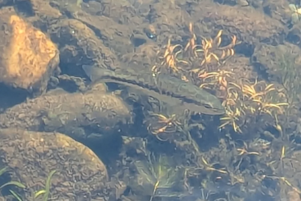 Largemouth bass — Lac Magog, Aug 29, 2026