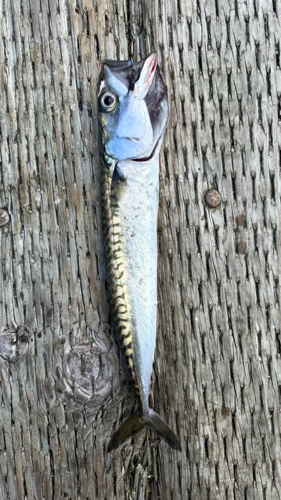 Atlantic mackerel — Baie de Gaspé, Aug 30, 2026
