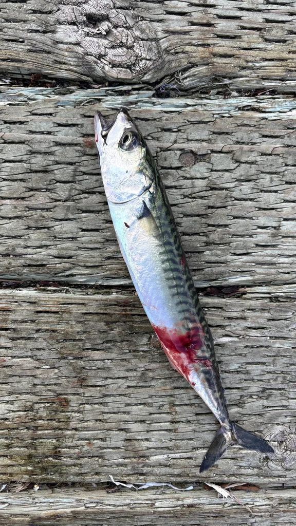 Atlantic mackerel — Baie de Gaspé, Aug 30, 2026