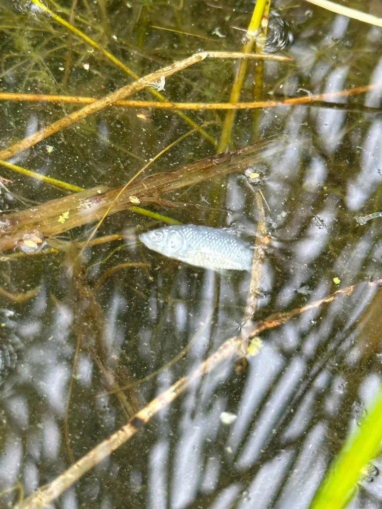Crucian carp — Spring Lake, Aug 30, 2026