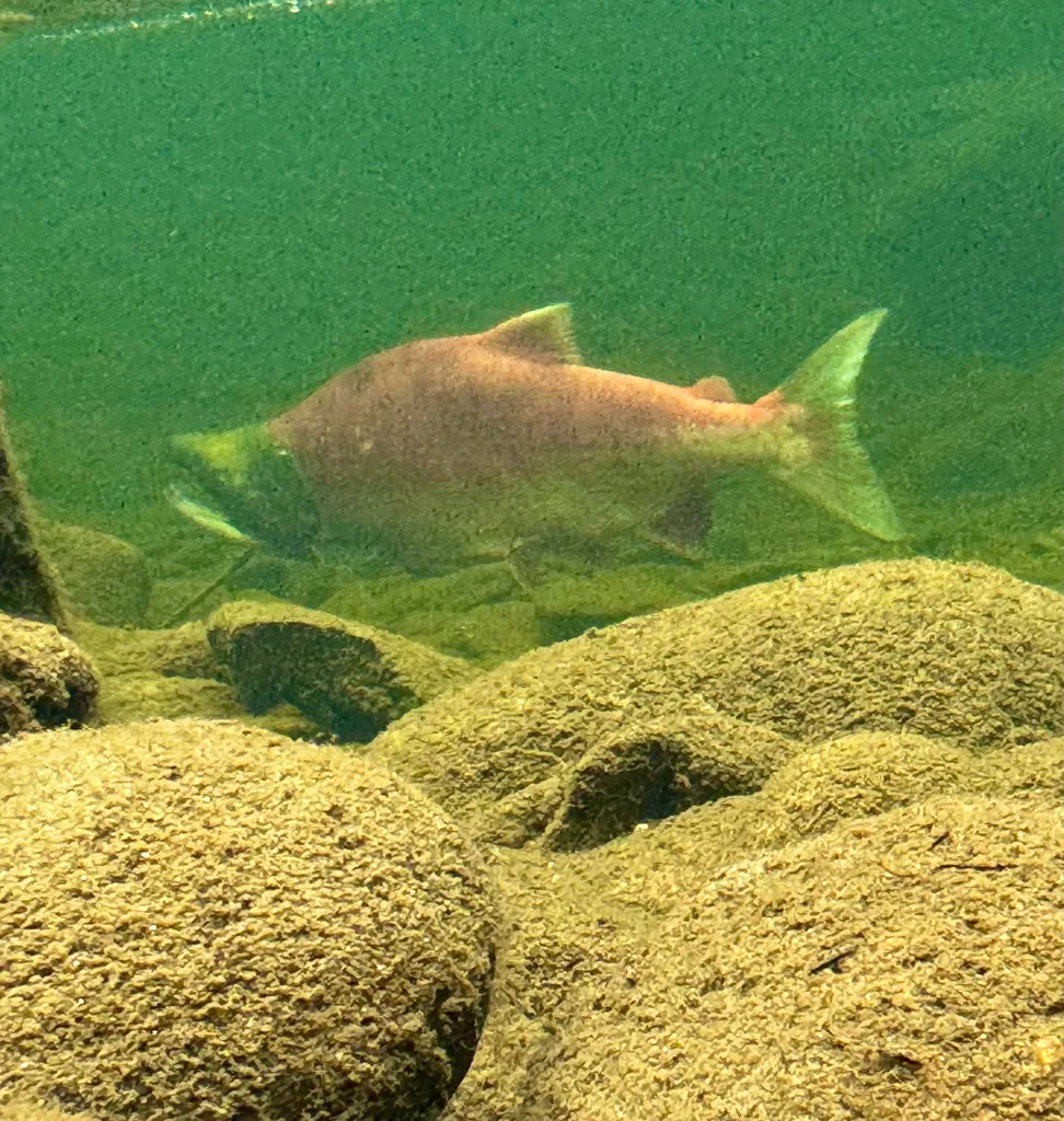 Sockeye salmon — Raft River, Aug 30, 2026