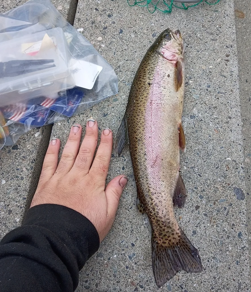 Rainbow trout — Logan Lake, Aug 29, 2026