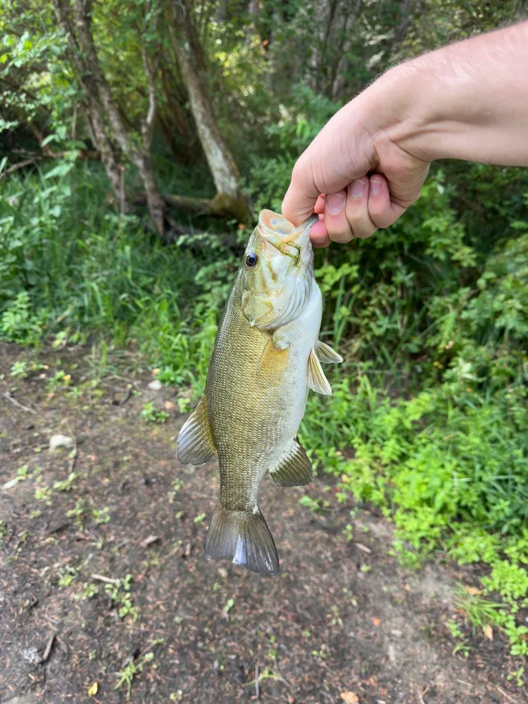 Smallmouth bass — Holden Lake, Aug 31, 2026