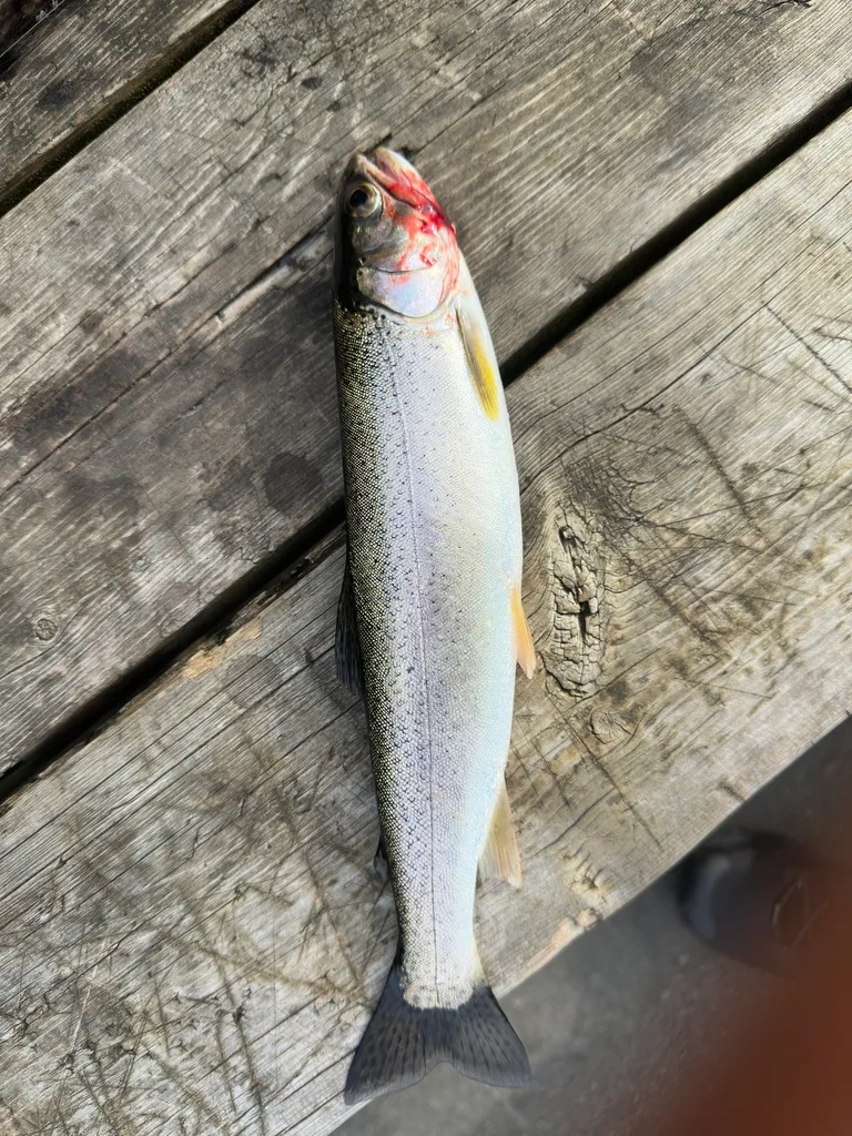Rainbow trout — Diver Lake, Sep 3, 2026