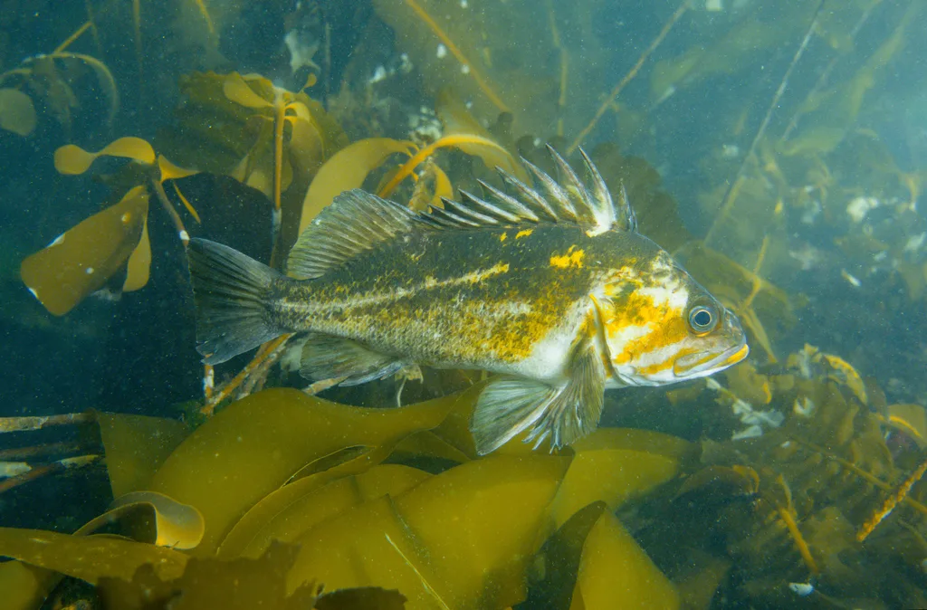 Rockfish — Gowlland Harbour, Sep 3, 2026