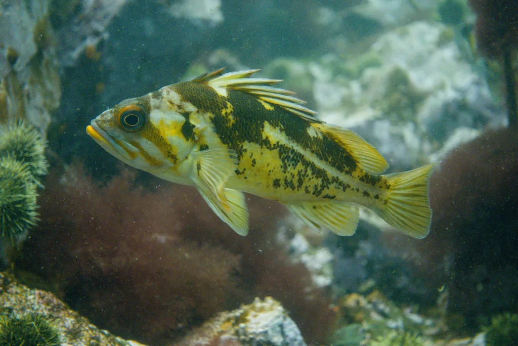 Rockfish — Discovery Passage, Sep 3, 2026