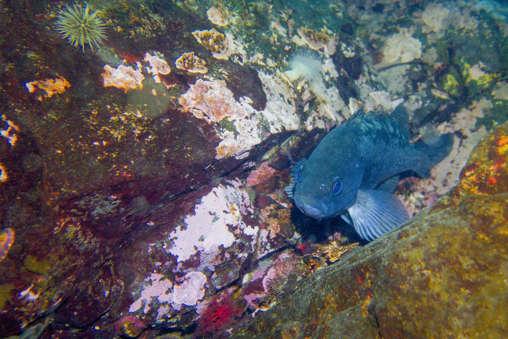 Rockfish — Kelsey Bay, Sep 2, 2026
