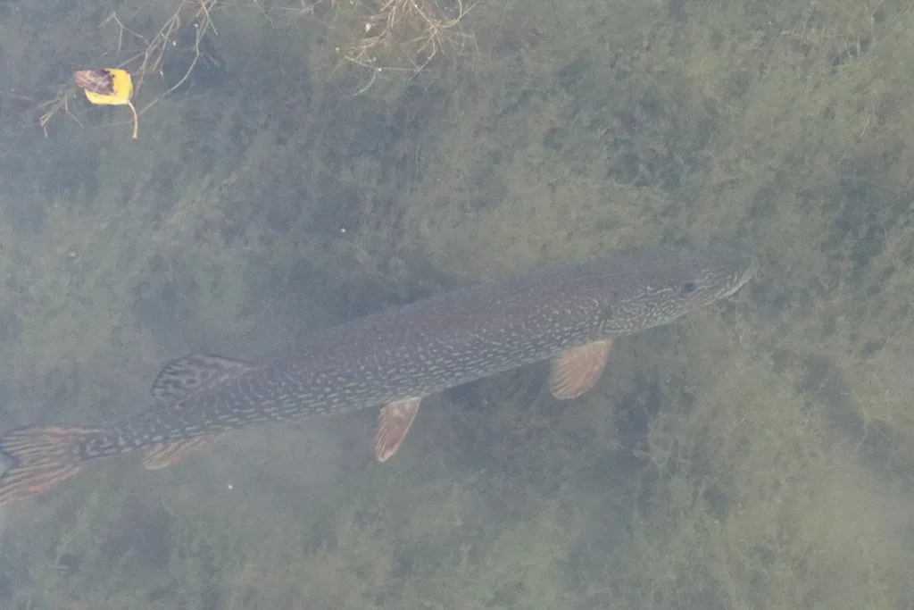 Pike — Bow River, Sep 4, 2026