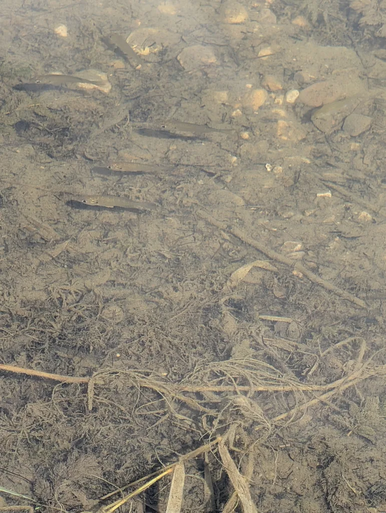 Bluegill — Little Lake, Sep 5, 2026
