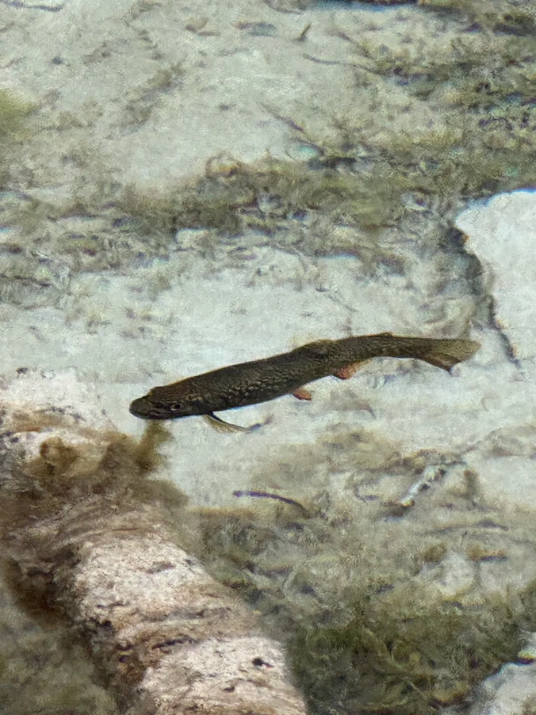 Brook trout — Lake Louise, Sep 5, 2026