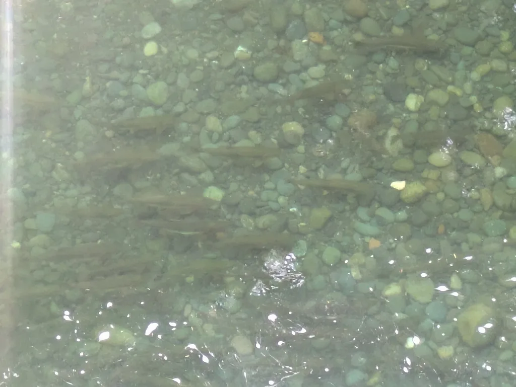 Pink salmon — Oyster River, Sep 5, 2026