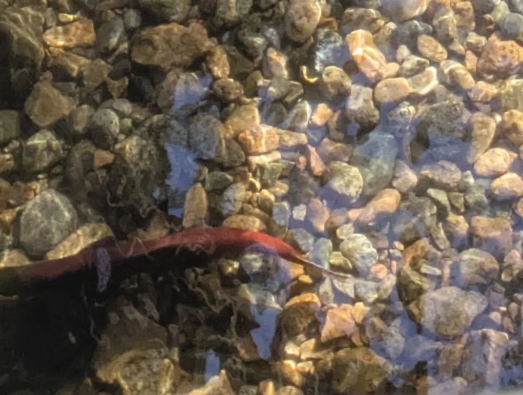 Sockeye salmon — Okanagan Lake, Sep 8, 2026
