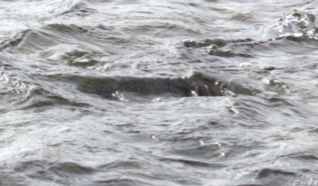 Chinook salmon — Englishman River, Sep 8, 2026