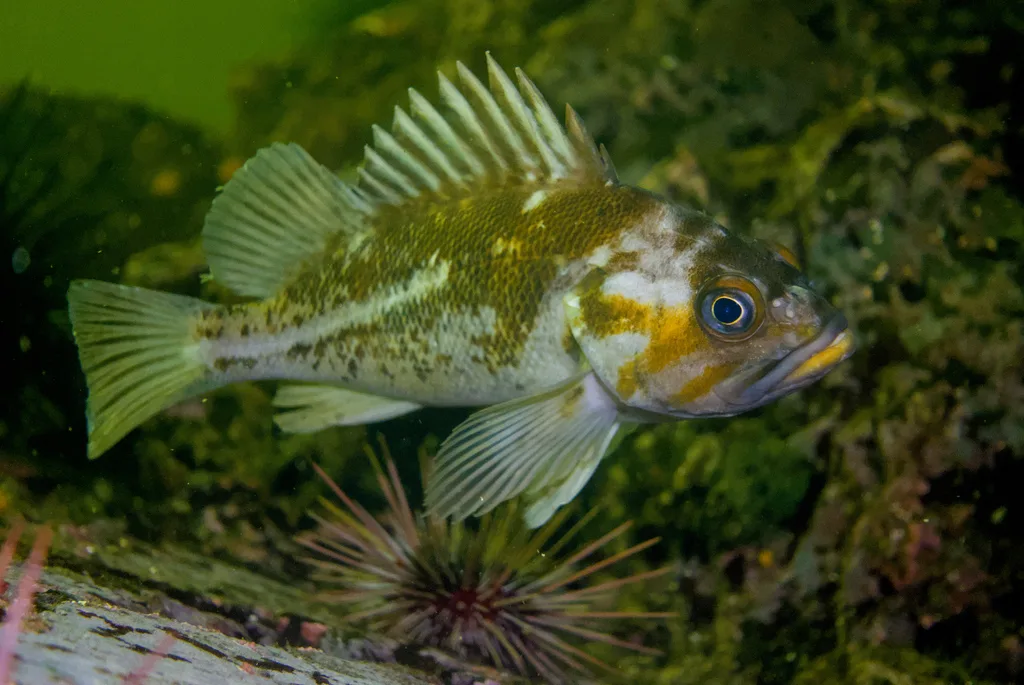 Rockfish — Strait of Georgia, Sep 9, 2026