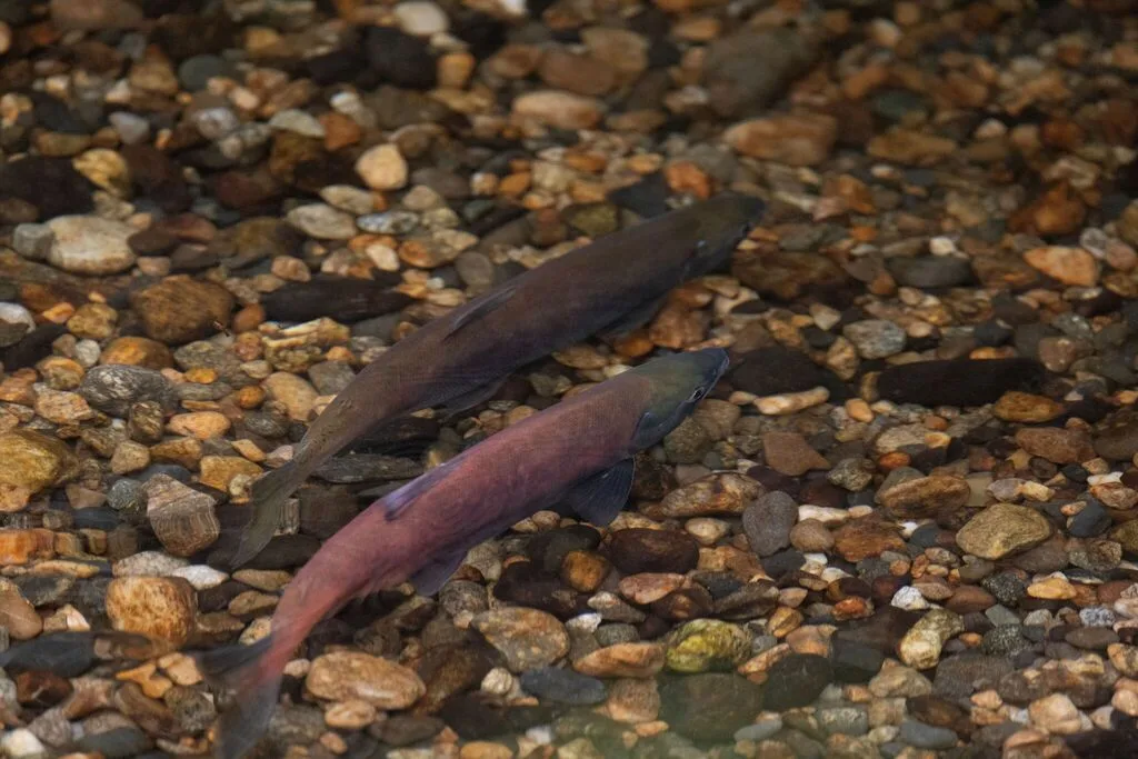 Sockeye salmon — Mission Creek, Sep 10, 2026